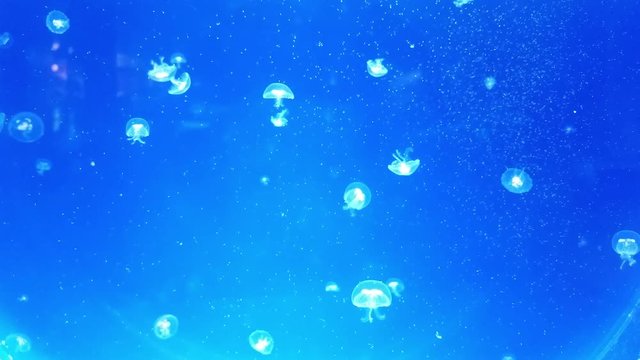 Small Jellyfish Underwater