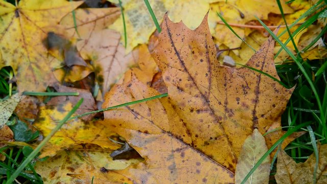 Wet yellow maple leaf lying on green grass in autumn