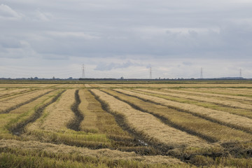 cultivated field in autumn season