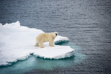 Polar bear walking on sea ice