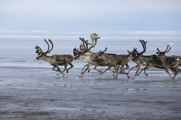 A herd of deer running on the sea shelf. Laptev Sea, Yakutia, Russia.