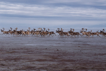 Fototapeta na wymiar A herd of deer running on the sea shelf. Laptev Sea, Yakutia, Russia.