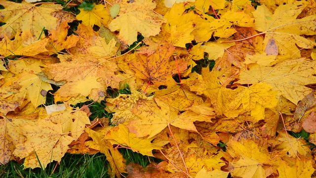 Wet yellow maple in autumn