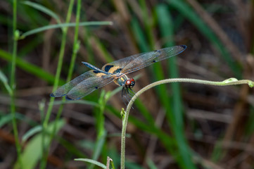 Male yellow-striped flutterer (Rhyothemis phyllis) on a stem