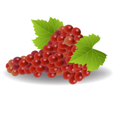 Bunch of red grapes on a white background