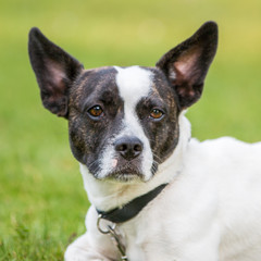 Süßer Mischling aus französischer Bulldoge und Jack Russell Terrier