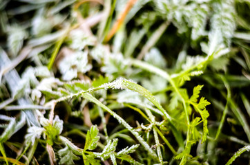frosty grass with thaw in the morning sun