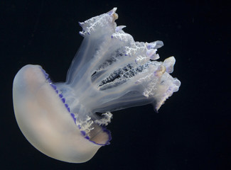 Jellyfish in Aquarium 