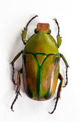 Flower Beetle (Heterorrhina leonardi)  Top View