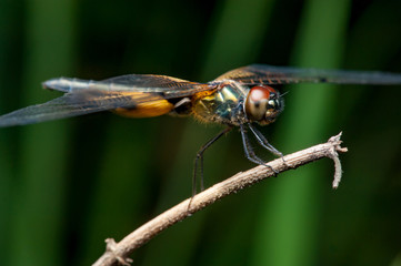 Male yellow-striped flutterer (Rhyothemis phyllis) on a twig