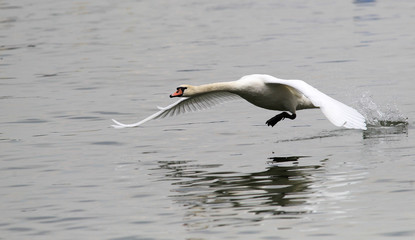 Swan is taking off from water. Swan running on water.River Danube in Zemun,Belgrade Serbia.