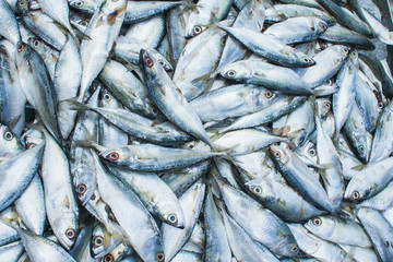 fish for background, Fresh Chub or Mackerel Sea Fish.