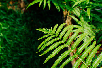 green fern in the garden © Quality Stock Arts
