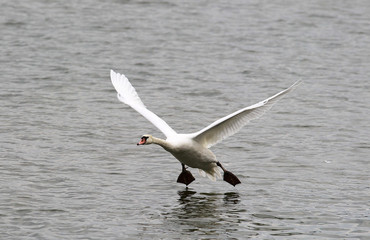 Fototapeta na wymiar Swan is taking off from water. Swan running on water.River Danube in Zemun,Belgrade Serbia.