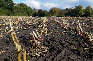 Stoppelfeld nach der Mais Ernte 