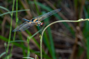 Male yellow-striped flutterer (Rhyothemis phyllis) on a twig