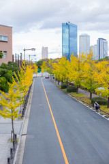 Clean road with yellow ginkgo tree in Osaka, Japan.