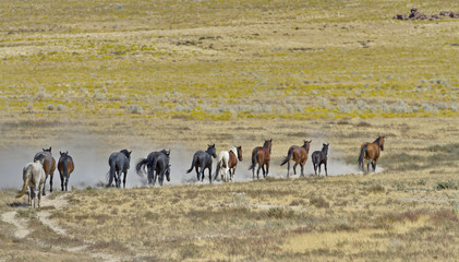Fototapeta na wymiar Line of Wild Horses stir up sand