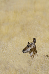 Pronghorn antelope in dry grass