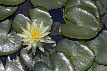 Mexican waterlily flowered in the middle of the lake