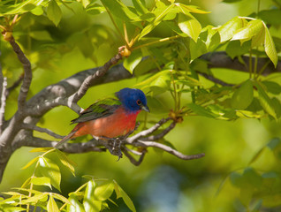 Painted Bunting, Passerina ciris, perched in a Hickory tree with bright green spring foliage
