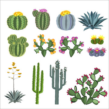 Cactus and succulent vector set.