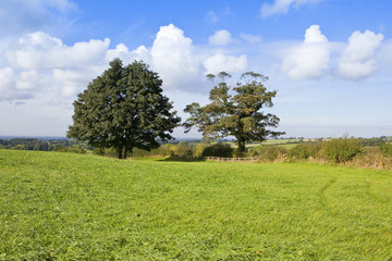 green meadow with mature trees