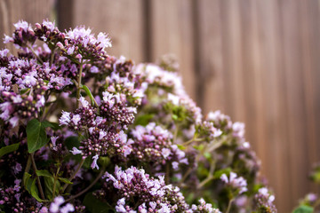 Oregano herbs on wooden background