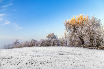 white icy trees in snow covered landscape