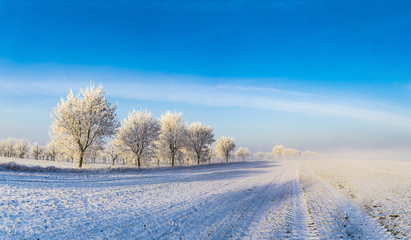 white icy trees in snow covered landscape
