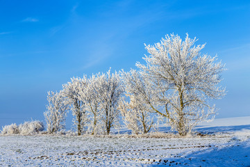 white icy trees in snow covered landscape
