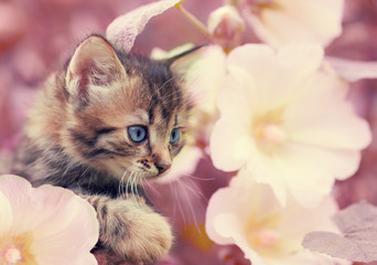 Portrait of little kitten in the garden with mallow flowers in trendy marsala color