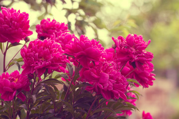Blossoming Peonies flowers in the garden