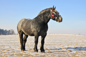 Koń © Grzegorz Lenkiewicz