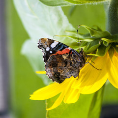 Beautiful butterfly nymphlidae family on the sunflower. Close-up
