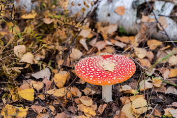 Single red fly agaric in the dry yellow fallen foliage in the autumn forest 