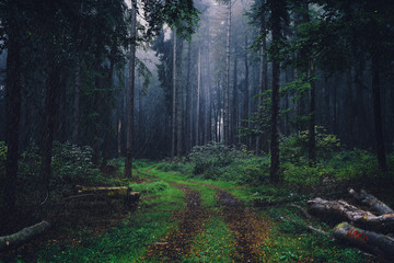 Regen im Wald
