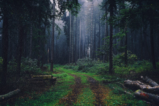 Fototapeta Regen im Wald