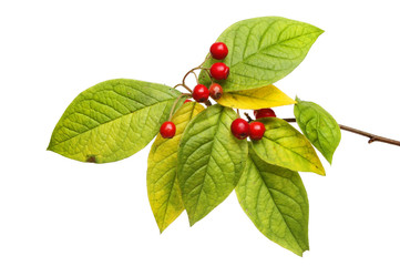 Cotoneaster Autumn color