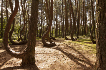 Crooked Forest in Nowe Czaernowo , Poland