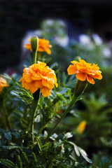 Marigolds (Tagetes erecta)