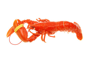 Whole cooked lobster