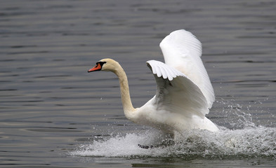 Mute swan landing on the Danube river, Belgrade, Serbia