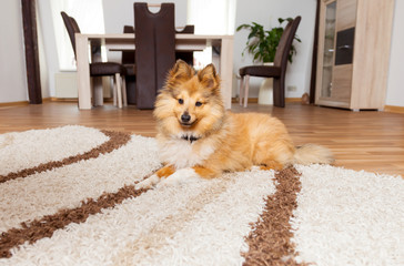 Shetland Sheepdog liegt auf dem Teppich