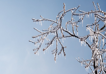 Tree covered in thick, glittering ice after an ice storm, with sun starting to melt the icicles