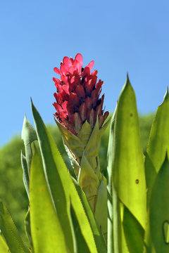 Blomeliad Quesnelia quesneliana, endemic in Brazil
