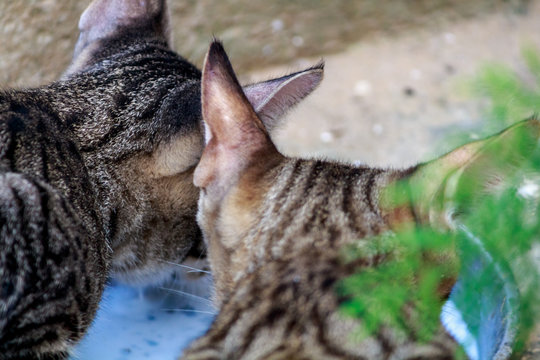 Cats drinking milk together 