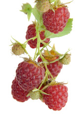 Ripe raspberry with leaves isolated. Close-up.