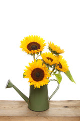 Sunflowers in a watering can