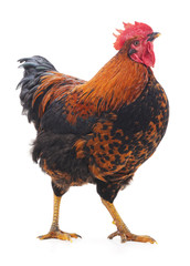Red rooster.